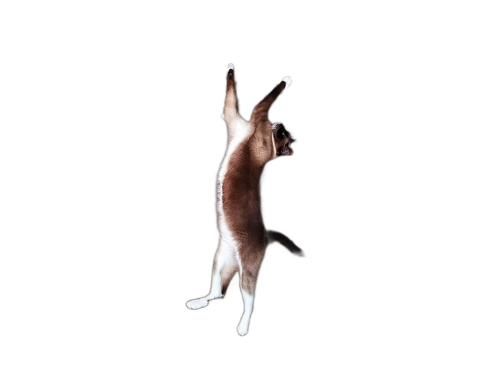 Pet photo background remover example after processing with transparent background