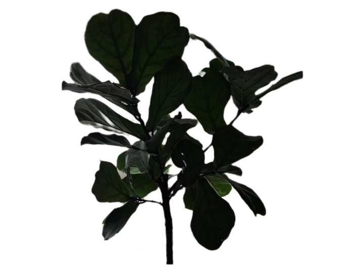 The example with its background removed